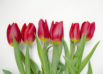 Beautiful blossoming tulip flower. Floral design. Nature background. Spring background with beautiful fresh flowers