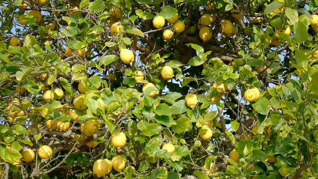 Lemon tree close up in Sicily, Italy