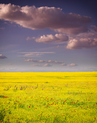 Fototapeta na wymiar field of rapeseed with beautiful cloud - plant for green energy