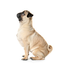 Pug dog on white background