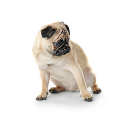 Pug dog on white background