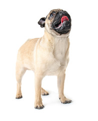 Pug dog with cute Christmas horns on white background