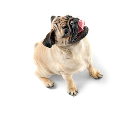 Pug dog looking up and sticking out tongue on white background