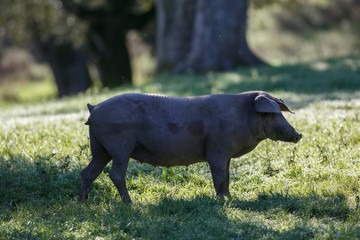 Fototapeta premium Young iberian pigs 