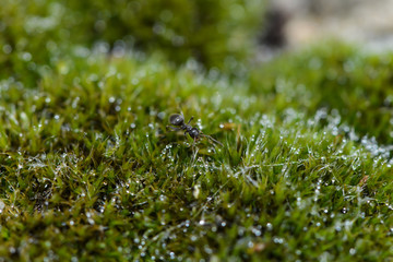 Ameise krabbelt durch Moos © nounours1