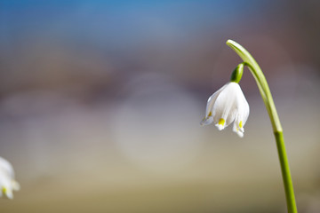 Snowdrop flower in spring in nature