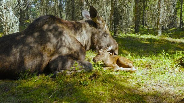 laying female moose lick all over her calf