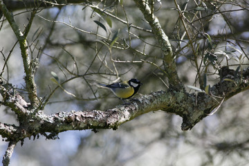 Parus major on a perched branch