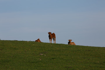 Baby cows on the mountain over blue sky