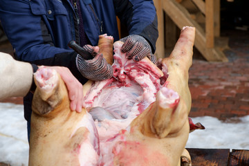 pig slauhtering. traditional home made pig slauhtering. The Mangalica is a Hungarian breed of domestic pig.