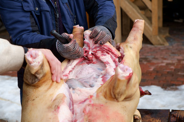 pig slauhtering. traditional home made pig slauhtering. The Mangalica is a Hungarian breed of domestic pig. © Andris Tkachenko