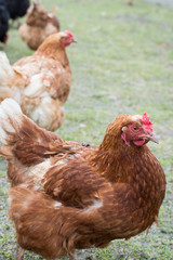 brown chicken home