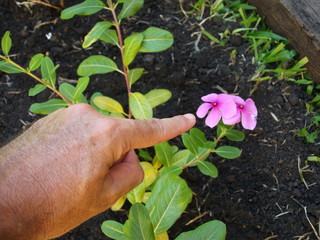 Dedication of the gardener