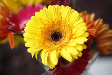 gerbera garden flowers