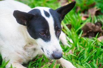 Close-up dog relaxing on the grass floor in the garden.