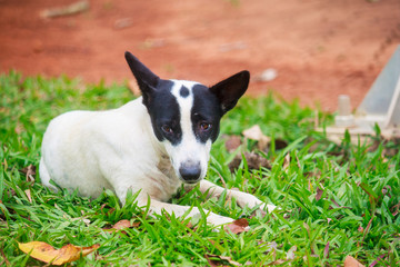 Dog relaxing on the grass floor in the garden.