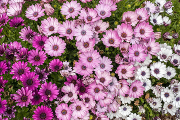 Michaelmas Daisies (Aster amellus) details. Variety of White, Pink, and Purple Michaelmas Daisies.