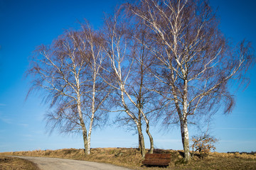 The trees in the wind