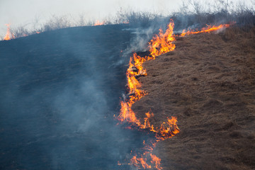 wildfrire - dry grass burning in early spring