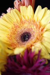 gerbera garden flowers