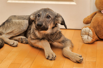 Crossbreed puppy Shepherd looks guiltily.