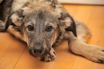 Crossbreed puppy Shepherd looks guiltily.