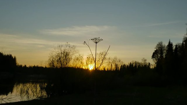 view of sunset through cow parsnip