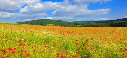 Fototapeta na wymiar Wild poppy flowers on blue sky background.