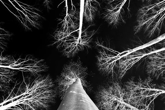 Black and white beautiful negative photo of trees from below, abstraction