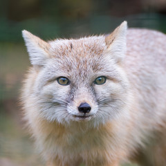 Corsac fox, steppe fox, head
