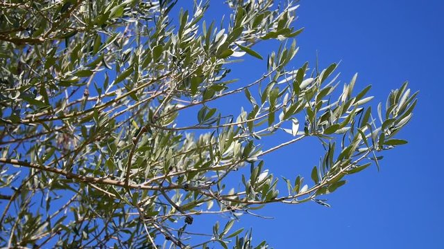 Olive tree branch close up with blue sky in the background - Shot in Sicily in an organic farm