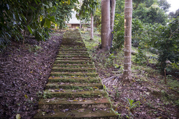 THAILAND LAMPANG COFFEE PLANTATIONS