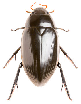 Great silver water beetle Hydrophilus piceus isolated on white background, dorsal view of water scavenger beetle.
