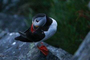 Norwegen, Papageitaucher