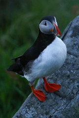 Norwegen, Papageitaucher