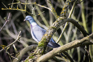 Common wood pigeon (Columba palumbus) perched on tree branch