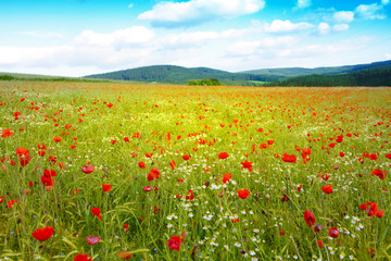 Wild poppy flowers on blue sky background.