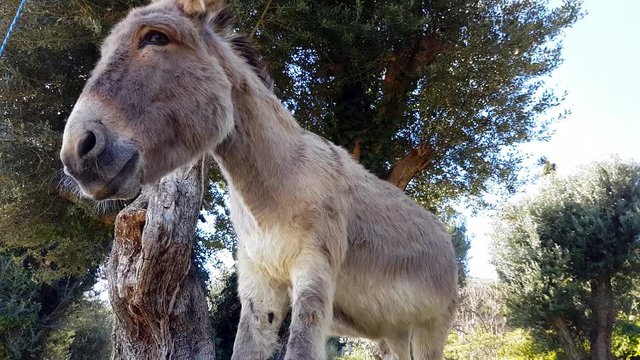Beautiful Donkey