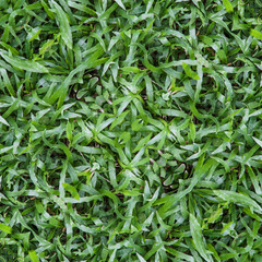 Seamless abstract green nature lawn grass texture and pattern