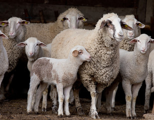 Obraz premium Sheep flock on farm
