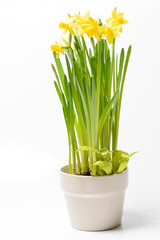 Rush daffodils (Narcissus jonquilla) in a pot on a white background