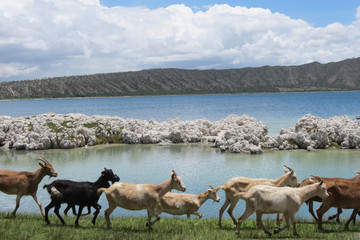 Cabras Lago Piedra