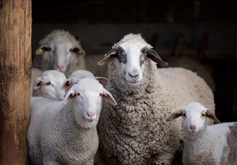 Foto auf Acrylglas Schaf Schafherde im Stall