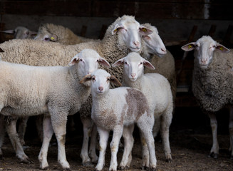 Naklejka premium Sheep flock in barn