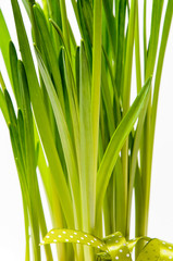 Fototapeta premium Rush daffodils (Narcissus jonquilla) in a pot on a white background