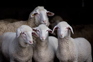 Acrylic prints Sheep Lambs and sheep in barn