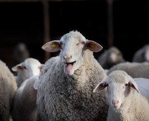 Obraz premium Sheep flock in barn
