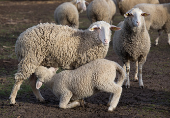 Lamb suckling sheep