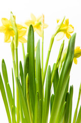 Fototapeta na wymiar Rush daffodils (Narcissus jonquilla) in a pot on a white background