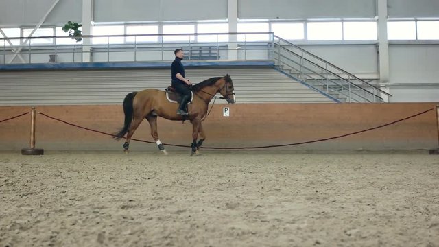 A man riding a brown horse around the arena. . Don horse breed.
